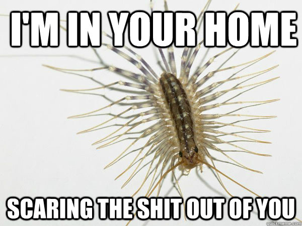 i'm in your home scaring the shit out of you - i'm in your home scaring the shit out of you  House Centipede