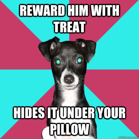 Reward him with treat hides it under your pillow  Dickhead Dog