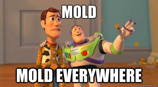 Mold mold everywhere  Buzz Glitter