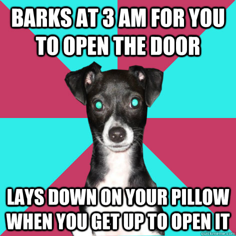 Barks at 3 am for you to open the door lays down on your pillow when you get up to open it  Dickhead Dog