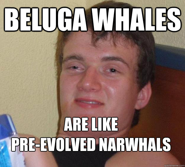 Beluga whales are like 
pre-evolved narwhals
 - Beluga whales are like 
pre-evolved narwhals
  10 Guy