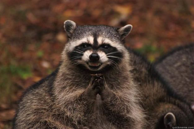   -    Evil Plotting Raccoon