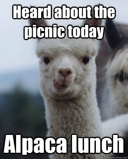 Heard about the picnic today Alpaca lunch - Heard about the picnic today Alpaca lunch  ALPACA