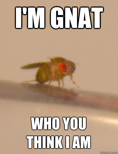 I'm Gnat Who you 
think I am - I'm Gnat Who you 
think I am  Frustrated Fruit Fly