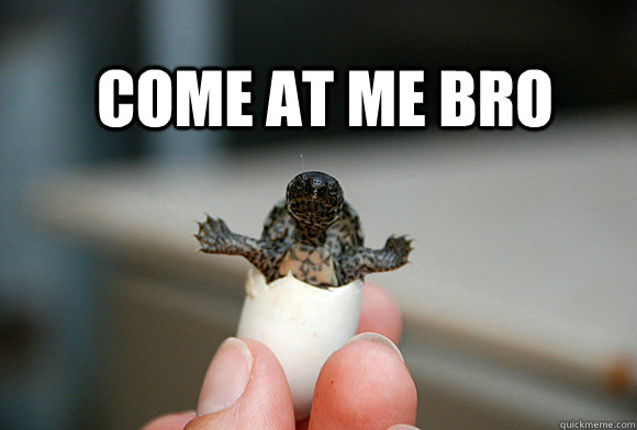 Come at me bro  Come at me bro