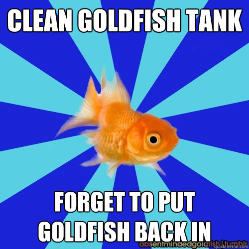 clean goldfish tank forget to put goldfish back in  Absentminded Goldfish