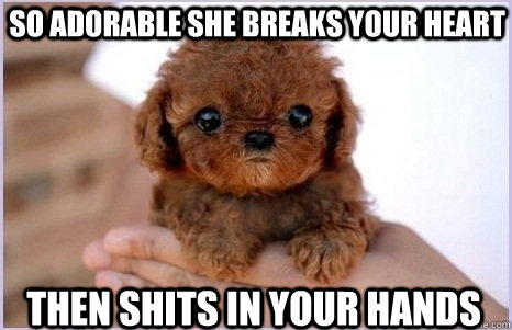 So adorable she breaks your heart Then shits in your hands - So adorable she breaks your heart Then shits in your hands  Adorable Serious Dog