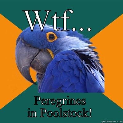 WTF... PEREGRINES IN POOLSTOCK! Paranoid Parrot