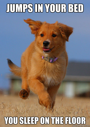 jumps in your bed you sleep on the floor  Ridiculously Photogenic Puppy