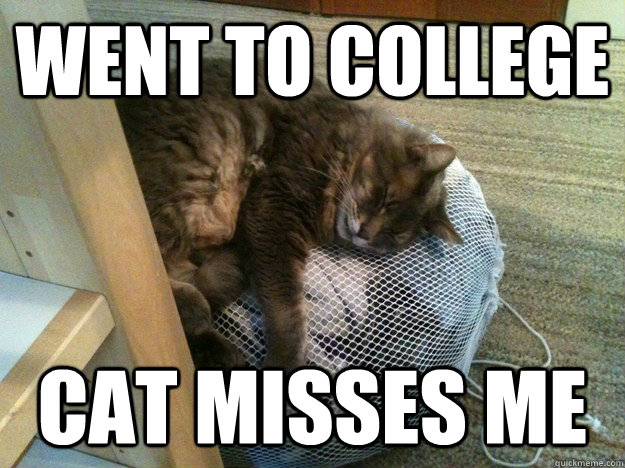 Went To College Cat Misses Me  