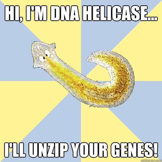 Hi, I'm DNA Helicase... I'll unzip your genes! - Hi, I'm DNA Helicase... I'll unzip your genes!  Bio Major Planarian