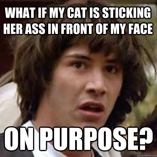 What if my cat is sticking her ass in front of my face on purpose? - What if my cat is sticking her ass in front of my face on purpose?  conspiracy keanu