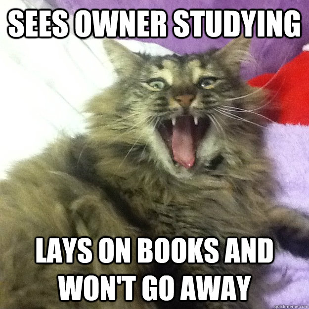 sees owner studying lays on books and won't go away  