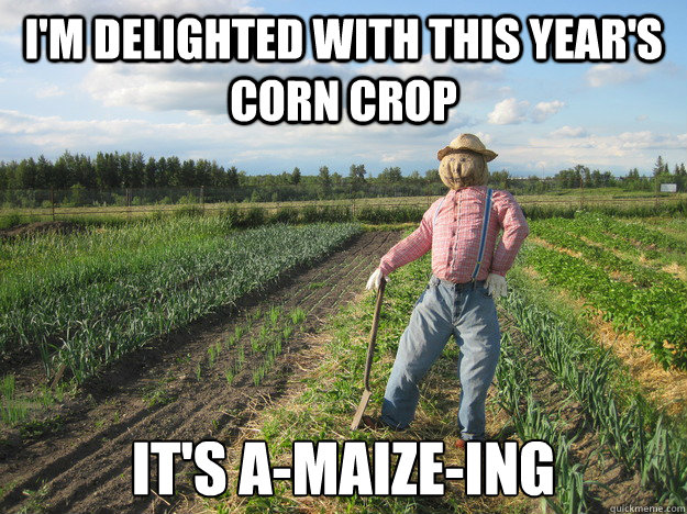 I'm delighted with this year's corn crop It's a-maize-ing  Scarecrow