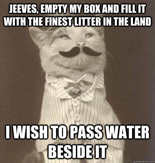 Jeeves, empty my box and fill it with the finest litter in the land I wish to pass water beside it - Jeeves, empty my box and fill it with the finest litter in the land I wish to pass water beside it  Original Business Cat