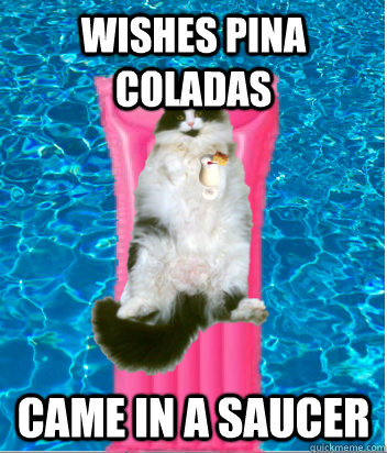 WISHES PINA COLADAS CAME IN A SAUCER - WISHES PINA COLADAS CAME IN A SAUCER  dumb meme cat