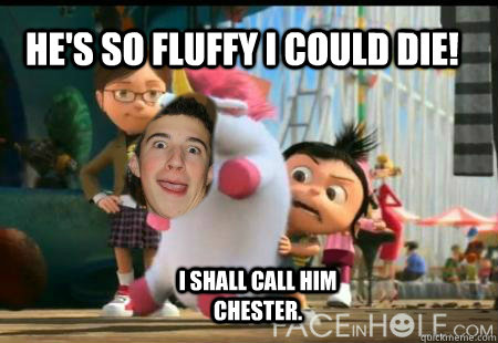He's so fluffy I could die! I shall call him chester. - He's so fluffy I could die! I shall call him chester.  Misc