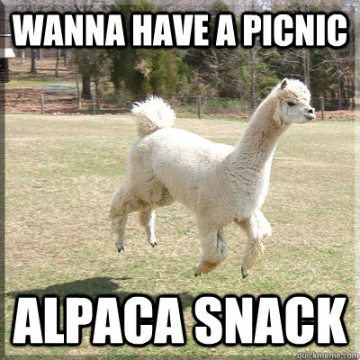 wanna have a picnic Alpaca snack   
