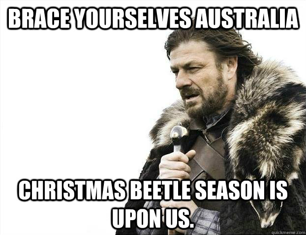Brace yourselves Australia Christmas beetle season is upon us. - Brace yourselves Australia Christmas beetle season is upon us.  Misc