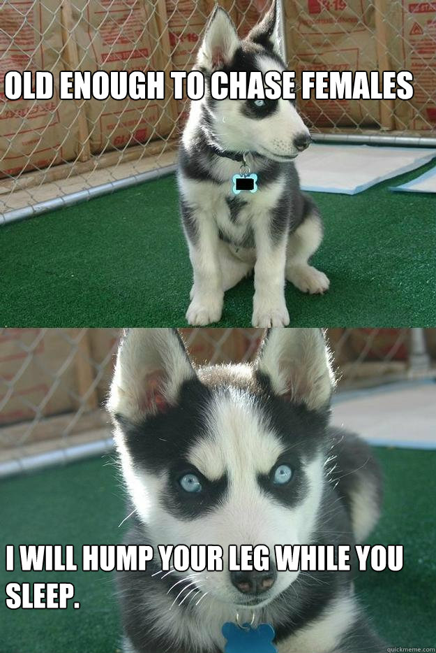 old enough to chase females i will hump your leg while you sleep.  Insanity puppy