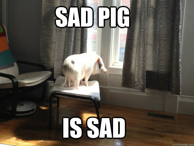 sad pig is sad  