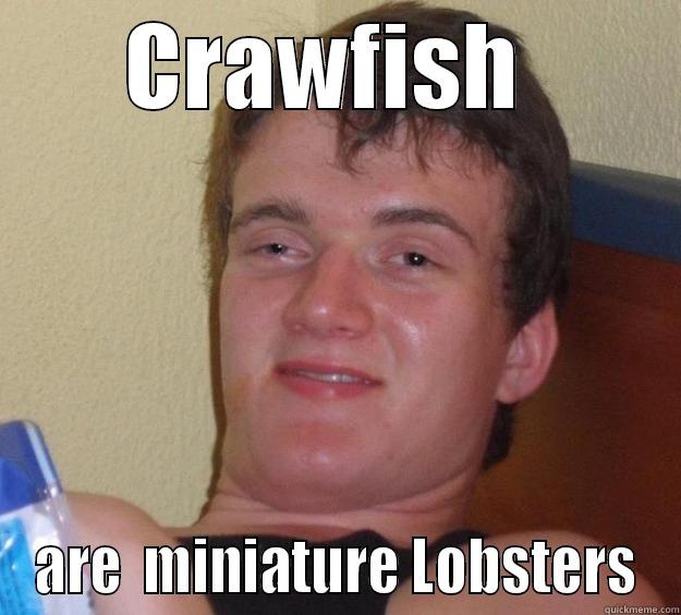 Miniature Lobsters - CRAWFISH  ARE  MINIATURE LOBSTERS 10 Guy