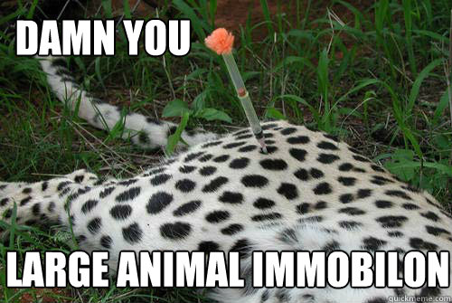 DAMN YOU LARGE ANIMAL IMMOBILON  