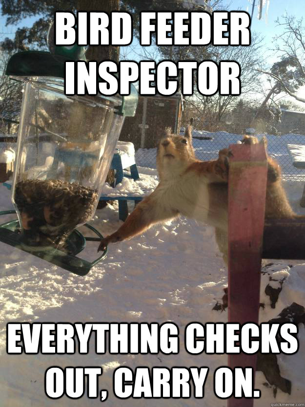Bird Feeder Inspector Everything checks out, carry on. - Bird Feeder Inspector Everything checks out, carry on.  sneaky squirrel