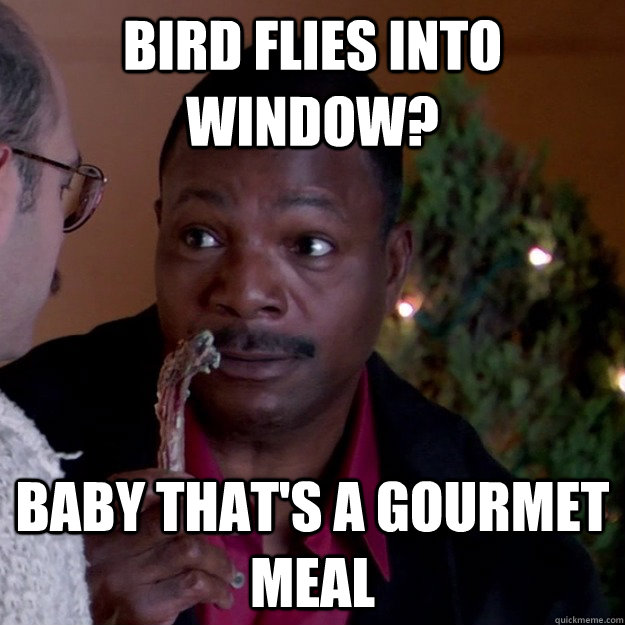 bird flies into window? baby that's a gourmet meal  Frugal Carl Weathers