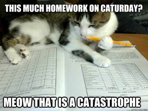 This much homework on caturday? meow that is a catastrophe  Study Cat