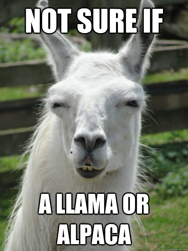 Not Sure If A Llama Or Alpaca Futullama Quickmeme Not Sure If A Llama Or Alpaca Futullama Quickmeme