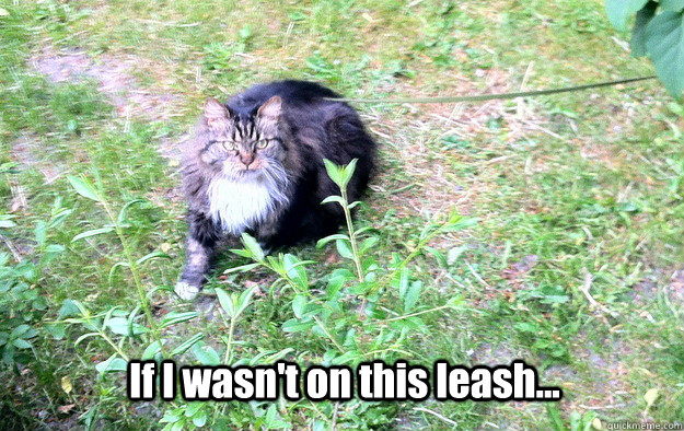 If I wasn't on this leash... - If I wasn't on this leash...  If I wasnt on this leash...