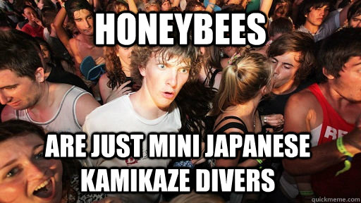 HOneybees Are just mini japanese kamikaze divers  Sudden Clarity Clarence