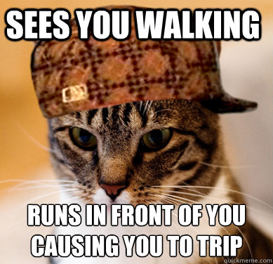 sees you walking runs in front of you causing you to trip  Scumbag Cat