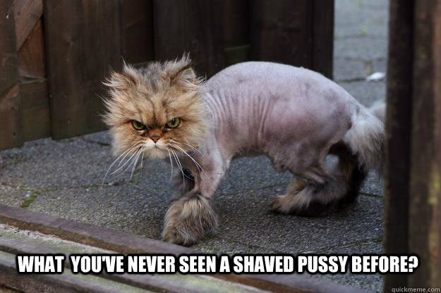 What  you've never seen a shaved pussy before? - What  you've never seen a shaved pussy before?  Shaved pussy
