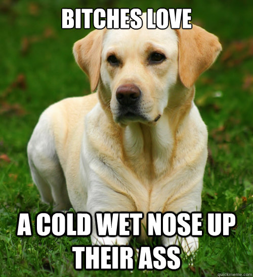bitches love a cold wet nose up their ass  Dog Logic