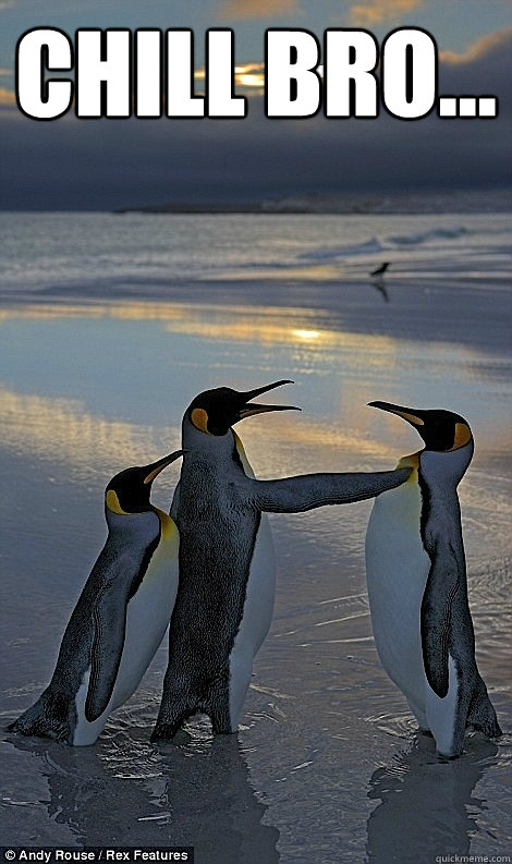 Chill Bro...   Fighting penguins