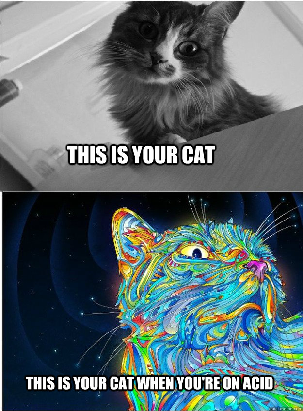 This is your cat This is your cat when you're on acid  