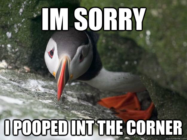 Im sorry I pooped int the corner - Im sorry I pooped int the corner  Bad Pet Puffin