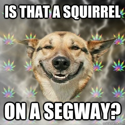 Is That A Squirrel On A Segway Stoner Dog Quickmeme