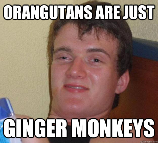 Orangutans are just ginger monkeys - Orangutans are just ginger monkeys  10 Guy