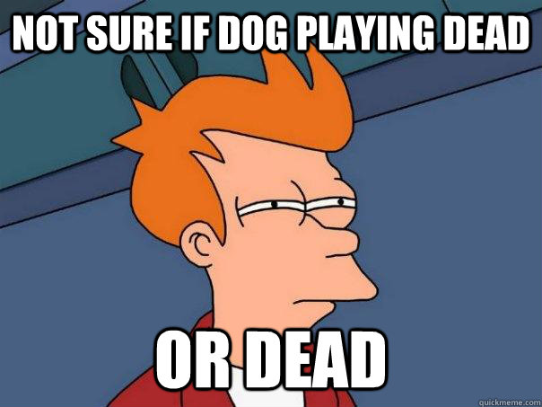 Not sure if dog playing dead or dead  Futurama Fry