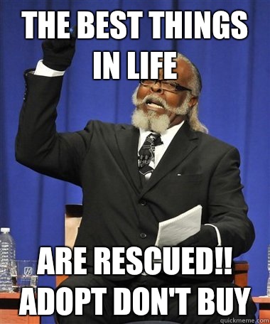 The best things in life Are rescued!! Adopt don't buy  Rent Is Too Damn High Guy