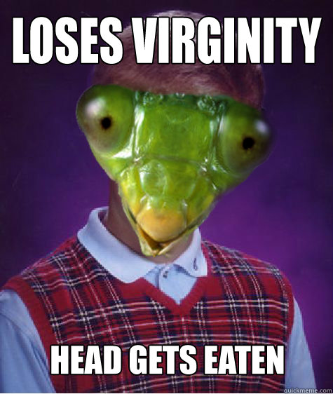    Bad Luck Praying Mantis