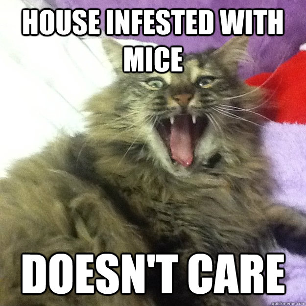 house infested with mice doesn't care  