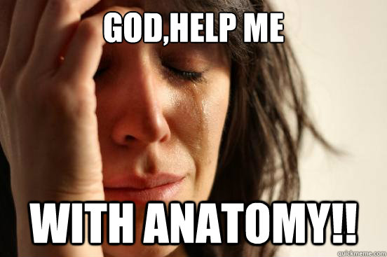 god,help me with anatomy!!  First World Problems