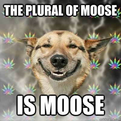The plural of Moose is Moose - The plural of Moose is Moose  Stoner Dog