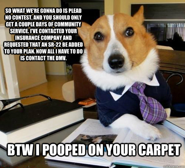 So what we're gonna do is plead no contest, and you should only get a couple days of community service. I've contacted your insurance company and requested that an SR-22 be added to your plan. Now all I have to do is contact the dmv. btw i pooped on your  - So what we're gonna do is plead no contest, and you should only get a couple days of community service. I've contacted your insurance company and requested that an SR-22 be added to your plan. Now all I have to do is contact the dmv. btw i pooped on your   Lawyer Dog