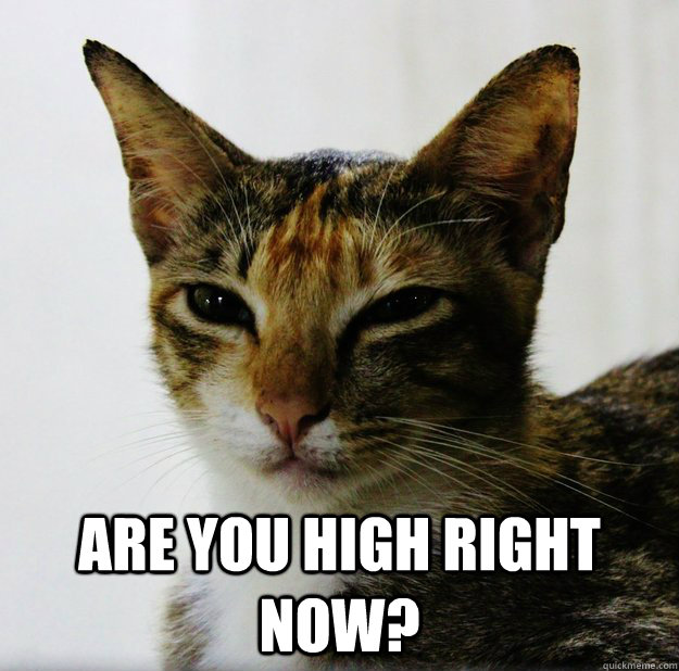  are you high right now? -  are you high right now?  Misc