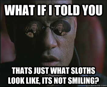 What if i told you thats just what sloths look like, its not smiling?  brink what if i told you